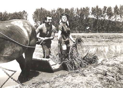 Riso amaro lavorazione del film