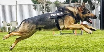 cane poliziotto corto cortometraggio